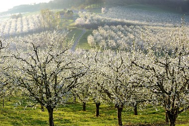 ODLIČNA VEST ZA POLJOPRIVREDNIKE! U ovom gradu daju besplatni sadni materijal šljive, kajsije, kruške i dunje!