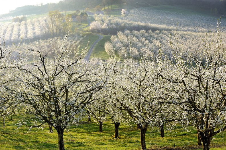 ODLIČNA VEST ZA POLJOPRIVREDNIKE! U ovom gradu daju besplatni sadni materijal šljive, kajsije, kruške i dunje!