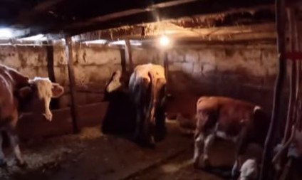 NA GOLIJI JE NAPRAVIO RAJ NA ZEMLJI, NA 1.000 METARA NADMORSKE VISINE! Sinovima poručuje samo jedno: "Idite. Idite za platom i celim svetom..."