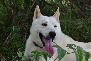 AKO IMATE KUĆNOG LJUBIMCA Pogledajte zbog čega psi jedu travu i da li to može biti opasno