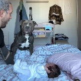 PITBUL HEROJ JE MOMENTALNO ZAREŽAO I RAZJAPIO ČELJUSTI Vlasnik hteo da ''napadne'' bebu, reakcija psa će vas šokirati! (VIDEO)