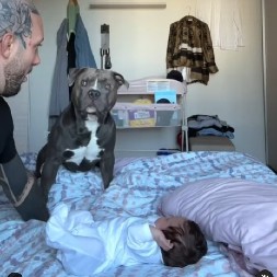 PITBUL HEROJ JE MOMENTALNO ZAREŽAO I RAZJAPIO ČELJUSTI Vlasnik hteo da ''napadne'' bebu, reakcija psa će vas šokirati! (VIDEO)