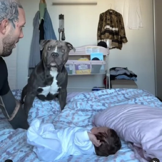 PITBUL HEROJ JE MOMENTALNO ZAREŽAO I RAZJAPIO ČELJUSTI Vlasnik hteo da ''napadne'' bebu, reakcija psa će vas šokirati! (VIDEO)