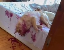 UŠLA U KUĆU, ZATEKLA CRVENE TRAGOVE NA STEPENICAMA Kada je ugledala jezivu scenu u spavaćoj, zaledila joj se krv u žilama! (VIDEO)