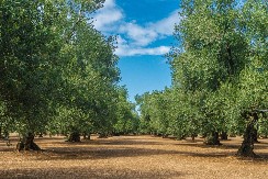 Dnevnica 80 evra, radnika nigde: U čemu je problem? 40% radne snage ni na vidiku