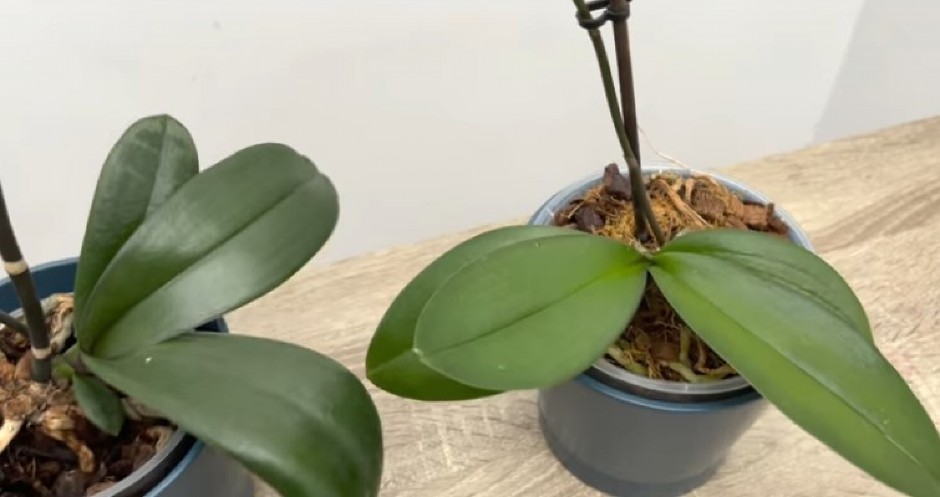 ORHIDEJE VAM TRULE I PROPADAJU? Jedan aromatičan začin ih brzinom svetlosti vraća u život