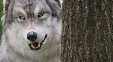 POČELI „VUČJI DANI“ Posle Đurđica počinje, kako se veruje, najopasniji period u godini