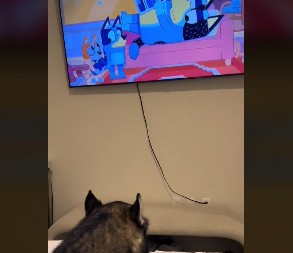 VLASNIK JE ISKLJUČIO CRTAĆ KOJI JE PAS GLEDAO Haski se ljuti gore od malog deteta, ljudi ne veruju šta radi!