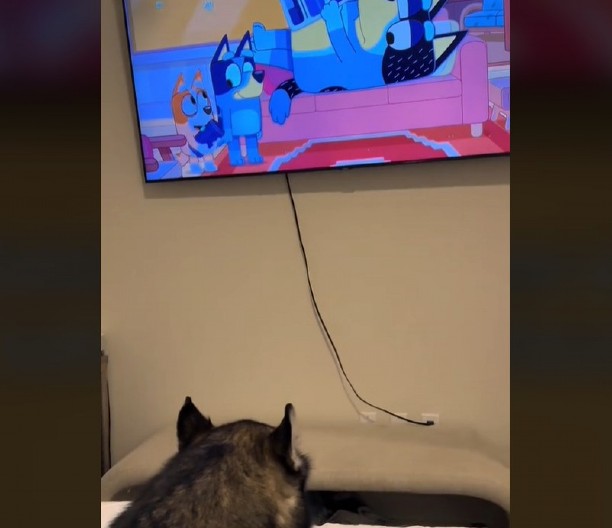 VLASNIK JE ISKLJUČIO CRTAĆ KOJI JE PAS GLEDAO Haski se ljuti gore od malog deteta, ljudi ne veruju šta radi!