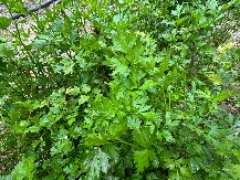 MA DA LI JE OVO MOGUĆE? OSTAJE SVEŽ I DO MESEC DANA Evo kako da sačuvate pun miris i ukus peršuna