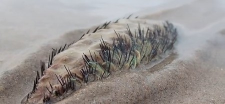 ŠTA JE, BRE, OVO? Dlakavo morsko stvorenje gmizalo po obali, stanovnici zaprepašćeni prizorom! (VIDEO)