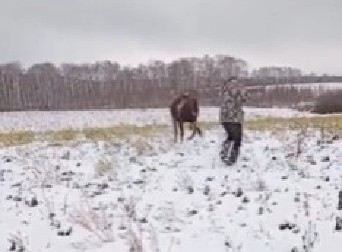 LOVAC PUCAO, USLEDILA BRUTALNA OSVETA RANJENE ŽIVOTINJE Pomahnitala zver ga pregazila kao plitak potok, zastrašujuća scena! (VIDEO)
