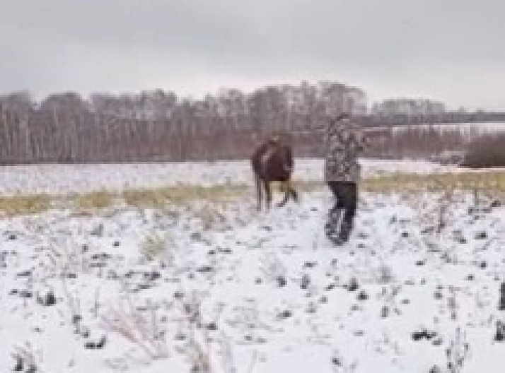 LOVAC PUCAO, USLEDILA BRUTALNA OSVETA RANJENE ŽIVOTINJE Pomahnitala zver ga pregazila kao plitak potok, zastrašujuća scena! (VIDEO)