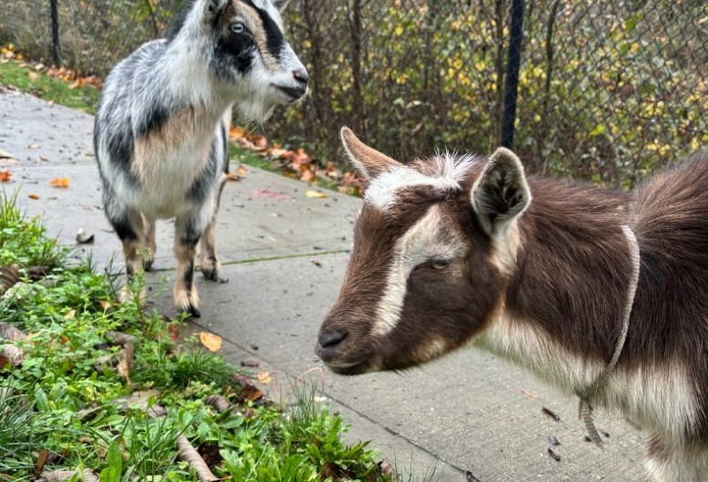 BAHATE KOZE POBEGLE OD KUĆE, PA IZAZVALE HAOS Nasrtale na ljude, prolaznici bežali i plakali od smeha - fotografije iz pritvora obišle svet!