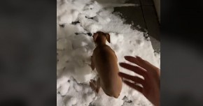 PAS JE VIDEO SNEG PRVI PUT U ŽIVOTU Ljudi plaču od smeha dok gledaju njegovu reakciju!