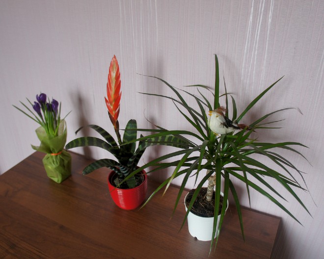 DOBRE SU I ZA ONE KOJI BI IH ZALIVALI JEDNOM U 40 DANA 5 vrsta sobnih biljaka koje uspevaju i početnicima