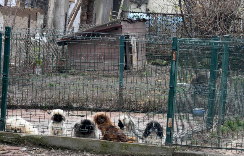 KRIJUMČARIO SKUPOCENE PSE Uhapšen muškarac iz Kruševca, životinje oduzete (FOTO)