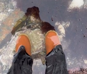 ZAPANJUJUĆE OTKRIĆE NA OBALI Ovo šareno morsko stvorenje izgleda kao da nije sa planete zemlje! (VIDEO)