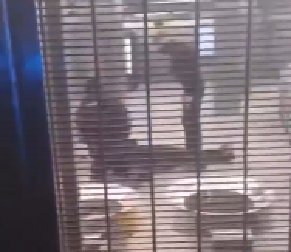 JOŠ JEDNA PUCNJAVA U BRISELU! Sevali rafali, ubijen mladić (19)! (FOTO/VIDEO)