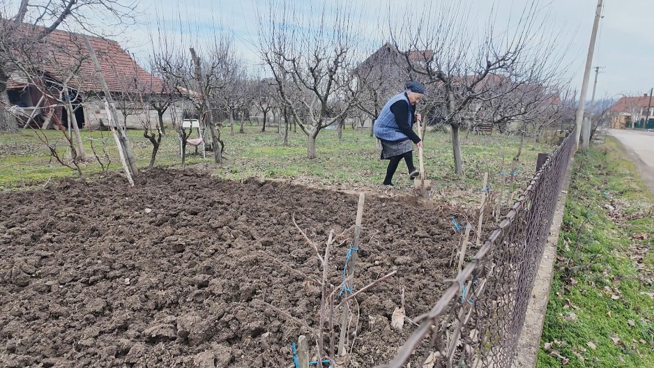 IMA 90 GODINA, SAMA OKOPAVA BAŠTU I SREĐUJE DVORIŠTE: Baka Radosija pravi je zmaj od žene (FOTO)