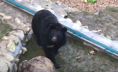 MEDVED UROŠ DAO PROGNOZU NA SRETENJE Meteorolog koji uvek pogađa otkrio šta stiže, narodno verovanje NE GREŠI