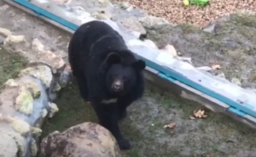 MEDVED UROŠ DAO PROGNOZU NA SRETENJE Meteorolog koji uvek pogađa otkrio šta stiže, narodno verovanje NE GREŠI