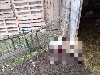 ''NA SVE STRANE MRTVI, KRVI JE BILO SVUDA'': Čopor krupnih pasa lutalica napravio krvoproliće u Lunovom selu (UZNEMIRUJUĆE FOTOGRAFIJE)