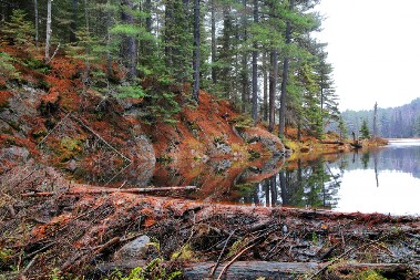HIT PRIČA ZA NEVERICU: Dabrovi za noć uštedeli vlastima 30 miliona