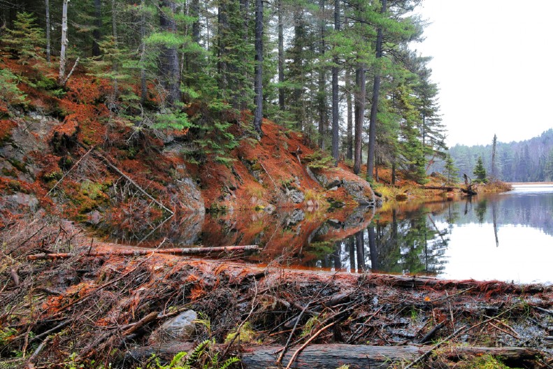 HIT PRIČA ZA NEVERICU: Dabrovi za noć uštedeli vlastima 30 miliona