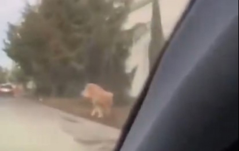 ŠOKANTNA SCENA UZNEMIRILA GRAĐANE Ogromna divlja zver pobegla iz utočišta i lutala gradom, stanovnici bežali u panici! (VIDEO)