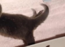 AU MAJKO MILA, DA LI JE OVO REALNO? Uzgajaju divlja stvorenja kao da su kućni ljubimci, bizaran trend podelio javnost! (VIDEO)