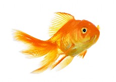 VIC DANA Mujo ponovo uhvatio zlatnu ribicu...