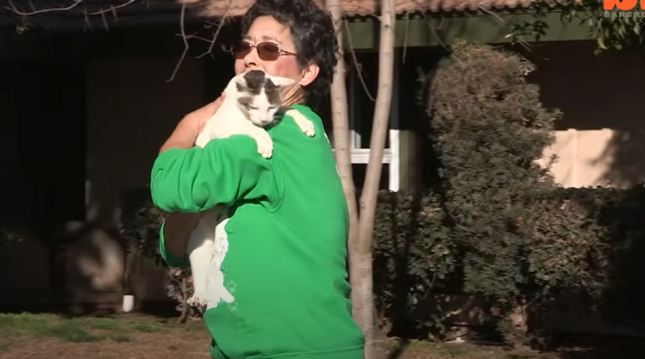 KAKO JE MOGU GLEDATI GLADNU U pojedinim delovima Australije kažnjivo pomagati napuštenim mačkama