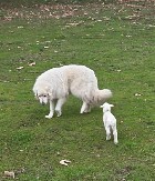 ISTOPIO SRCA 2 MILIONA LJUDI Jagnje misli da je ovčarski pas njegova mama, neće da se odlepi od njega!