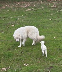 ISTOPIO SRCA 2 MILIONA LJUDI Jagnje misli da je ovčarski pas njegova mama, neće da se odlepi od njega!