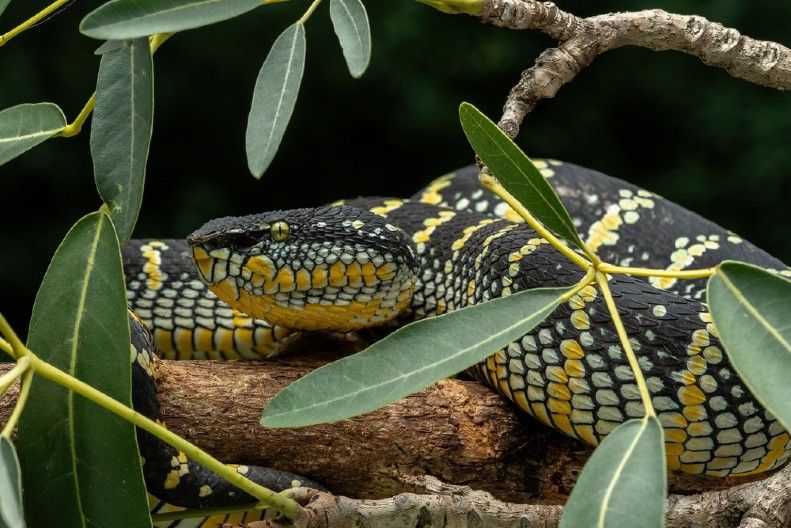 ZMIJE BEŽE OD OVOG MIRISA Stavite ga u dvorište na proleće i zaštitite svoj dom