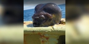 ŠTA JE OVO? Ruski ribar uhvatio užasnu ribu, svima je asocijacija ista (FOTO)