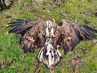 POTRESAN PRIZOR U TITELU Strogo zaštićena vrsta ptice pronađena mrtva, sumnja se na trovanje (FOTO)