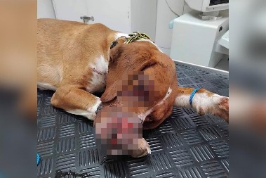 "UMREĆU BEZ DECE, MOJE DETE NE MOŽE DA SPAVA": Žena koja je sekirom UNAKAZILA PSA moli za milost (FOTO)