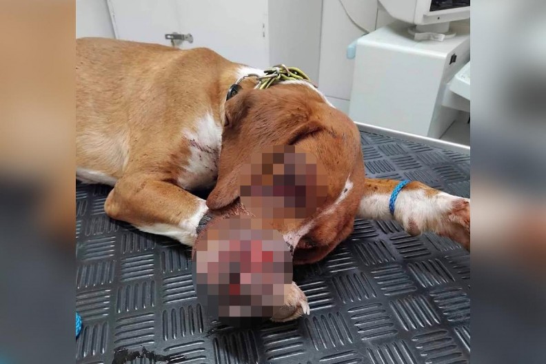 "UMREĆU BEZ DECE, MOJE DETE NE MOŽE DA SPAVA": Žena koja je sekirom UNAKAZILA PSA moli za milost (FOTO)