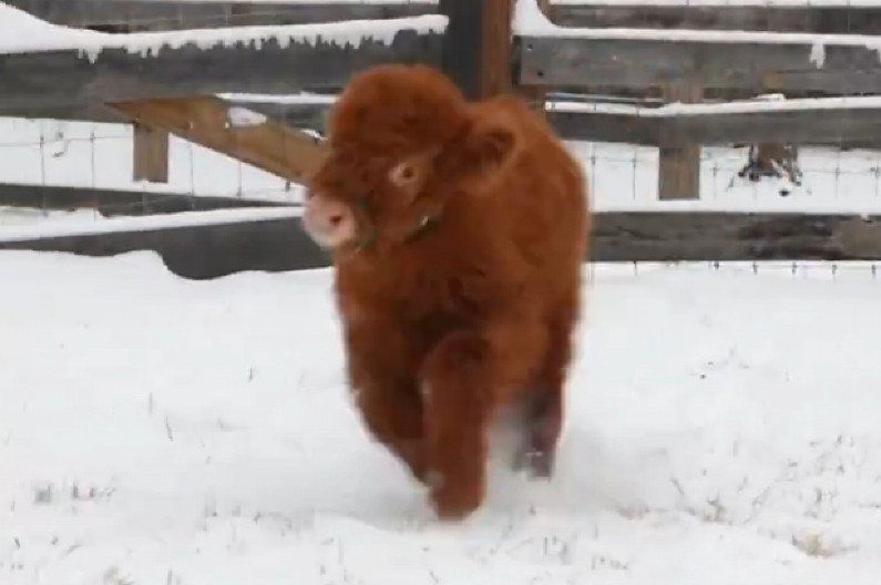 PRESLATKO TELENCE PRVI PUT VIDI SNEG Njegova zbunjena reakcija će vas oboriti sa nogu! (VIDEO)