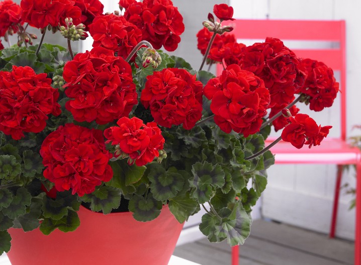 NAPRAVITE FANTAZIJU U SAKSIJI Muškatle će vam cvetati kao nikad pre ako u zemlju dodate par kapi ovoga