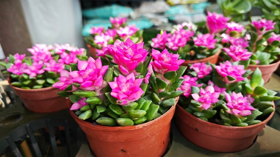 OVA VRSTA MUŠKATLI NEUTRALIŠE VIRUSE U SOBI Stručnjaci otkrivaju koje još ukrasne biljke mogu da prečiste vazduh i zaštite od zračenja