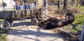 UŽAS U LOZNICI, POVREĐENA ŽIVOTINJA LEŽI NASRED PUTA! Zaprega probila ogradu, konj pao preko nje (VIDEO)