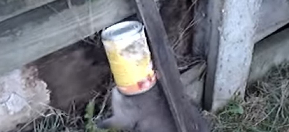 ČUO JE JEZIVE KRIKE IZ ZADNJEG DELA DVORIŠTA Mladunče divlje životinje zaglavilo glavu u konzervi, farmer joj je bio poslednja nada! (VIDEO)