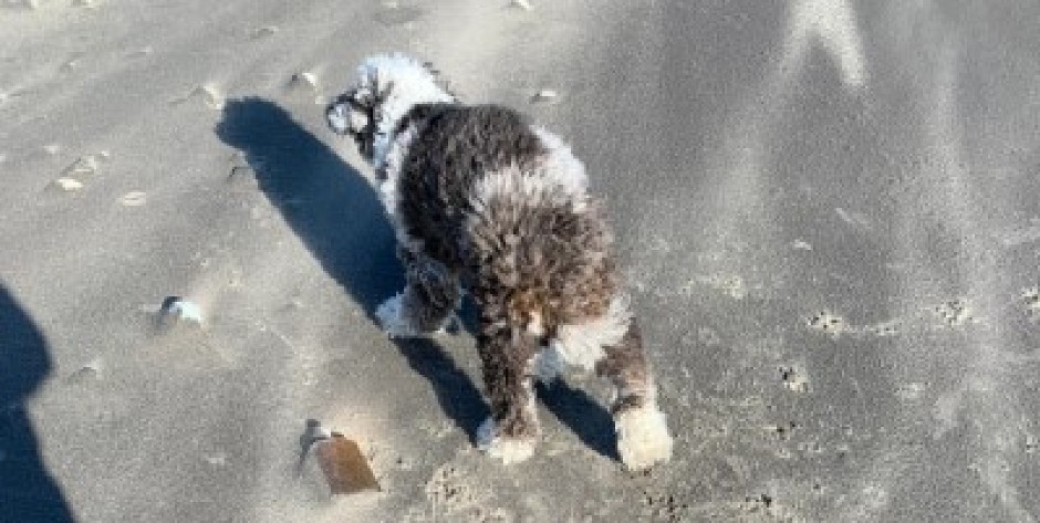 PAS U ŠETNJI NAiŠAO NA NEVEROVATNO OTKRIĆE Nanjušio je predmet zbog koga se nekad išlo pravo u zatvor, gazda zanemeo od šoka! (FOTO)