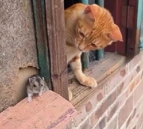 DA LI SU OVO ''TOM I DŽERI'' U STVARNOM ŽIVOTU? Mačka je jurila miša, a onda uradila OVO – internet ne prestaje da bruji o tome! (VIDEO)