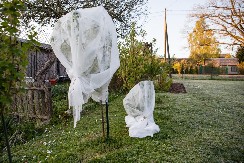 NI ZA PEKMEZ, NI ZA RAKIJU Zbog žestokog mraza kajsije se ni ove godine možda nećemo brati