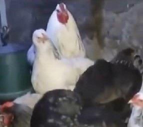 FARMER ČUO NEOBIČNE ZVUKE U KOKOŠINJCU Kada je pomerio kokošku, umalo se onesvestio od šoka! (VIDEO)
