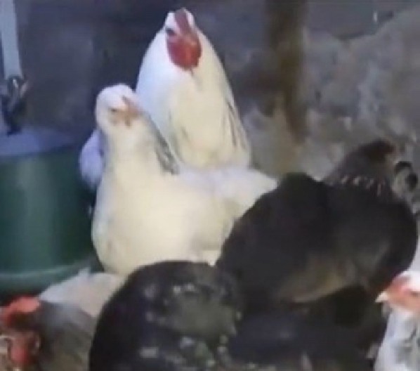 FARMER ČUO NEOBIČNE ZVUKE U KOKOŠINJCU Kada je pomerio kokošku, umalo se onesvestio od šoka! (VIDEO)